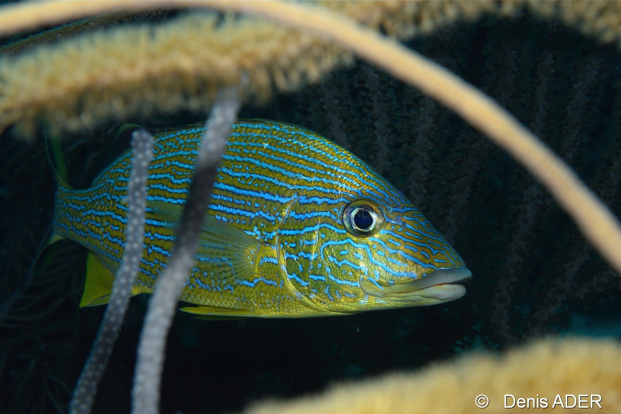 Haemulon-sciurus Grogneur a lignes bleues-Bonaire Small wall-6m-20180219-Denis-ADER-DSC_6785_tn.jpg